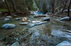 2 Branches in the river 2 Branches in the river