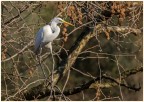 Bianco maggiore.