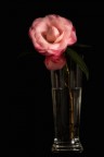 Camelia Camelia