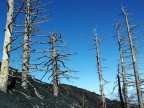 Alberi di pietra Alberi di pietra