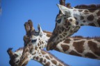 giraffe giraffe