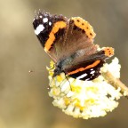 Vanessa Atalanta (2) Vanessa Atalanta (2)