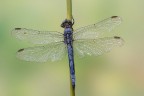 Orthetrum coerulescens Orthetrum coerulescens