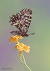 Zerynthia cassandra II Zerynthia cassandra II