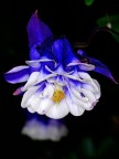 Aquilegia