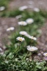 helios 44M helios 44M