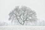 EMBRACING THE SNOW EMBRACING THE SNOW