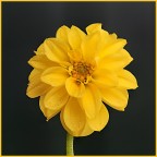 Dalia Dalia