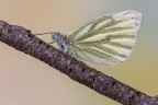 Pieris napi Pieris napi