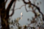 Tra le fronde Tra le fronde
