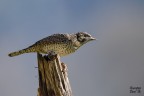 Torcicollo Torcicollo