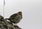 Passerotto Passerotto
