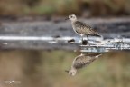 Piviressa_Pluvialis squatarola Piviressa_Pluvialis squatarola