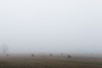 Rotoballe nella nebbia - Monotonie padane Rotoballe nella nebbia - Monotonie padane