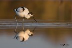 Avocetta Avocetta
