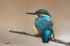 Martin pescatore_male Martin pescatore_male