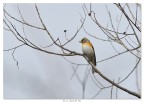 Peppola - Fringilla Montifringilla Peppola - Fringilla Montifringilla