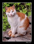 Gatto! (chi l'avrebbe detto? io che fotografo un gatto!) Gatto! (chi l'avrebbe detto? io che fotografo un gatto!)