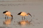 Ibis al tramonto