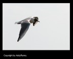 volo di gabbiano.... volo di gabbiano....
