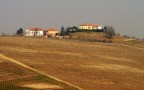 Vigneti. Vigneti.
