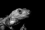 Statusaurio Statusaurio