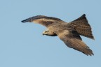 Nibbio bruno (Milvus migrans) Nibbio bruno (Milvus migrans)
