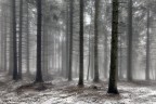 MISTY FOREST MISTY FOREST
