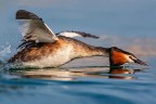 volando sull' acqua volando sull' acqua