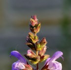 ***Rormarinus biforcutum***