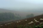 nebbia nella campagna nebbia nella campagna