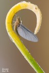 Serratella Ignita Serratella Ignita