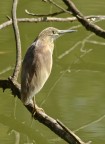 Sgarza monocromatica