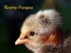 ***Buona Pasqua*** ***Buona Pasqua***