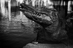 Crocodile Crocodile