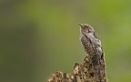 Torcicollo Torcicollo