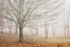 FOGGY VISION FOGGY VISION