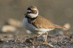 Corriere piccolo_ Charadrius dubius Corriere piccolo_ Charadrius dubius