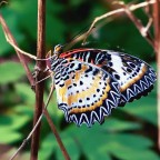 Graditi consigli e commenti

Eseguito a mano libera
52 mm ISO 800
1/320 sec f/9