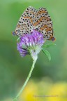 Macrocoppia Macrocoppia