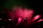 Non faccio foto di fiori