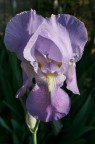 La Primavera belle ci fa La Primavera belle ci fa