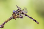 Onychagomphus uncatus Onychagomphus uncatus