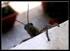 Macro Macro