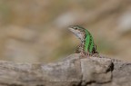 Lucertola Agile - Lacerta agilis L.