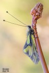 Libelloides Libelloides