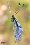 Libelloides Coccajus Libelloides Coccajus