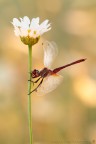 Sympetrum fonscolombii ♂ (S�lys, 1840) (Odonata � Libellulidae)

Canon EOS 7D + Sigma 180mm f/3.5 EX DG HSM Macro

Suggerimenti e critiche sempre ben accetti
[url=http://www.rossidaniele.com/HR/_MG15114copia-mdc-1500.jpg]Versione HR[/url]