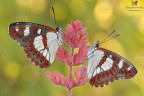 Limenitis reducta ² Limenitis reducta ²
