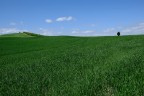 Verde Verde